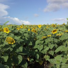 Шмели для опыления БиоШмель фото 4