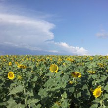 Шмели для опыления БиоШмель фото 1