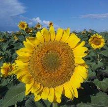 Шмели для опыления БиоШмель фото 6