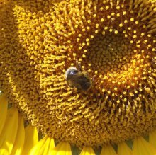 Шмели для опыления БиоШмель фото 7