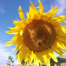 Шмели для опыления БиоШмель фото 8