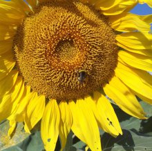 Шмели для опыления БиоШмель фото 9