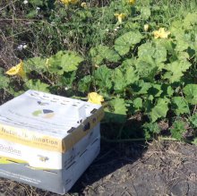 Шмели для опыления БиоШмель фото 5