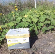 Шмели для опыления БиоШмель фото 3