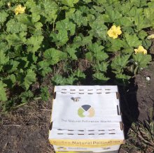 Шмели для опыления БиоШмель фото 10