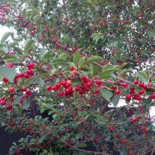 Шмели для опыления БиоШмель фото 12