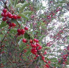 Шмели для опыления БиоШмель фото 13