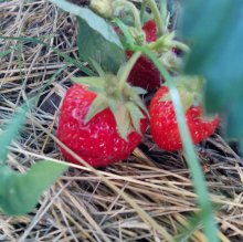 Шмели для опыления БиоШмель фото 2