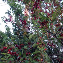 Шмели для опыления БиоШмель фото 14