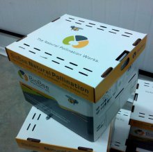 Шмели для опыления БиоШмель фото 16