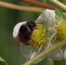 Шмели для опыления БиоШмель фото 20