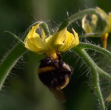 Шмели для опыления БиоШмель фото 21