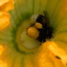 Шмели для опыления БиоШмель фото 22