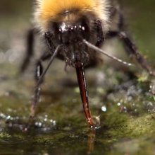 Шмели для опыления БиоШмель фото 23