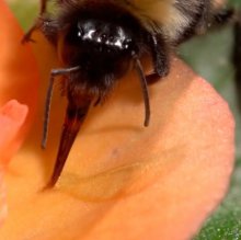 Шмели для опыления БиоШмель фото 24