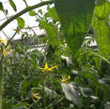 Шмели для опыления БиоШмель фото 25