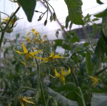 Шмели для опыления БиоШмель фото 27