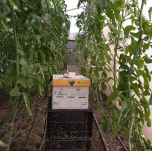 Шмели для опыления БиоШмель фото 28