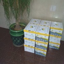 Шмели для опыления БиоШмель фото 29